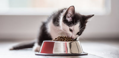 Kitten Feeding Basics: What, When & How