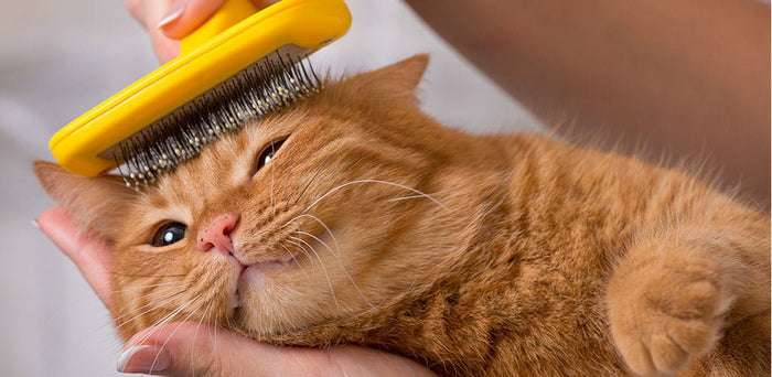 3 Best Cat Grooming Essentials To Look For In 2022