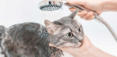 An ultimate guide on how to bathe your cat