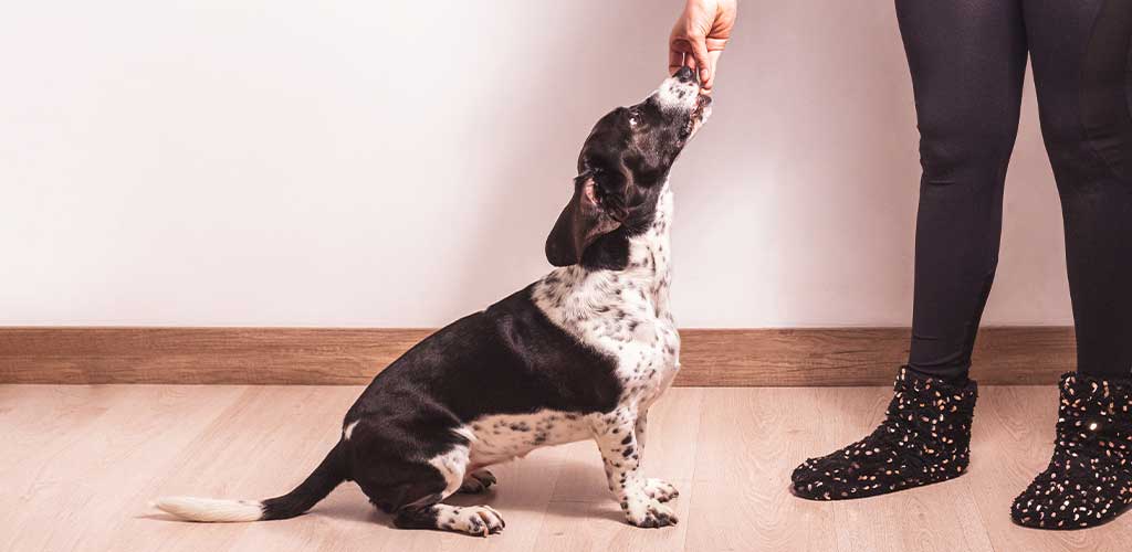 Beneficial tips to train your dog not to bite