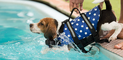 Introducing your dog to water - a step by step process