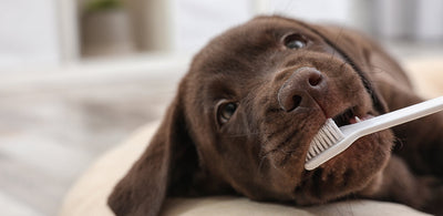 Everything you need to know about your dog's dental hygiene