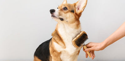 Which brush should I get for my dog?