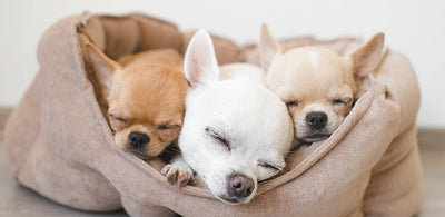 Choosing the right bed for your puppy