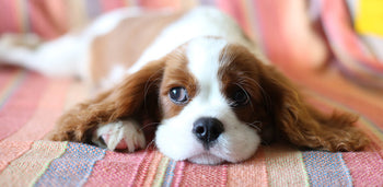 puppy laying down