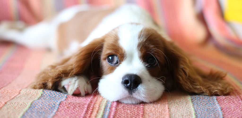 puppy lying down