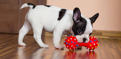 Here’s why you need interactive toys for your puppy