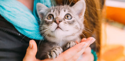 Brought A Kitten Home? What Do You Need To Do Now?