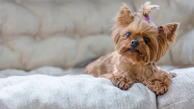 The Do’s and Don’ts for Dog Grooming at Home