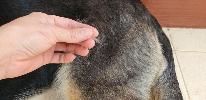 Food Allergy in Dogs: A Vet's Guide to Spotting the Hidden Signs