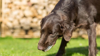 Dog Vomiting Yellow Bile? Here’s Why It Happens
