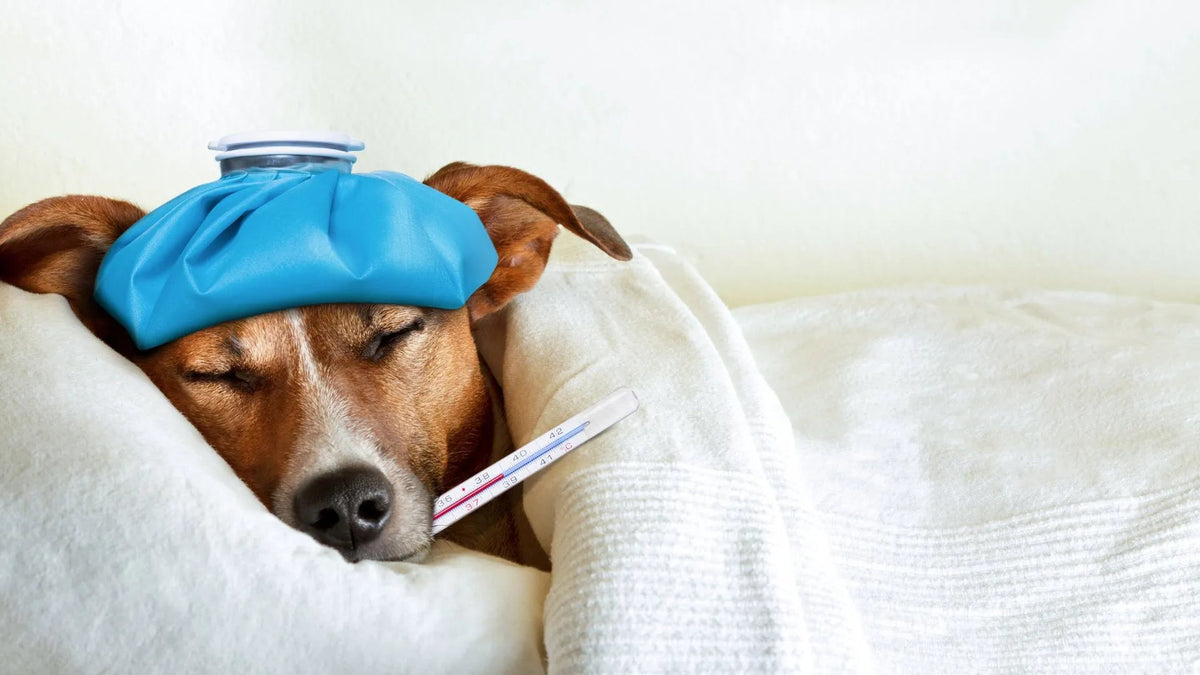 Understanding Normal Dog Body Temperature: What Every Dog Owner Should Know
