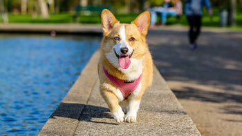Canine Wellness: Essential Tips to Keep Your Dog Active and Content