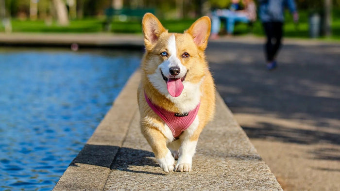 Canine Wellness: Essential Tips to Keep Your Dog Active and Content
