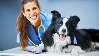 Pyoderma in Dogs: Complete Symptoms, Causes & Treatment Guide