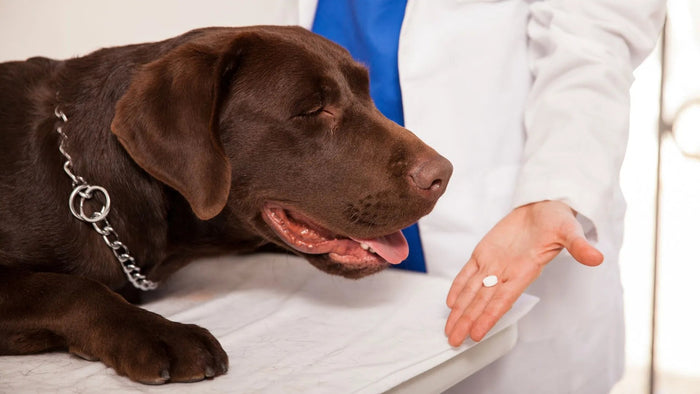 Ivermectin Safety for Dogs: Essential Tips for Pet Parents