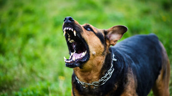dog affected by rabies
