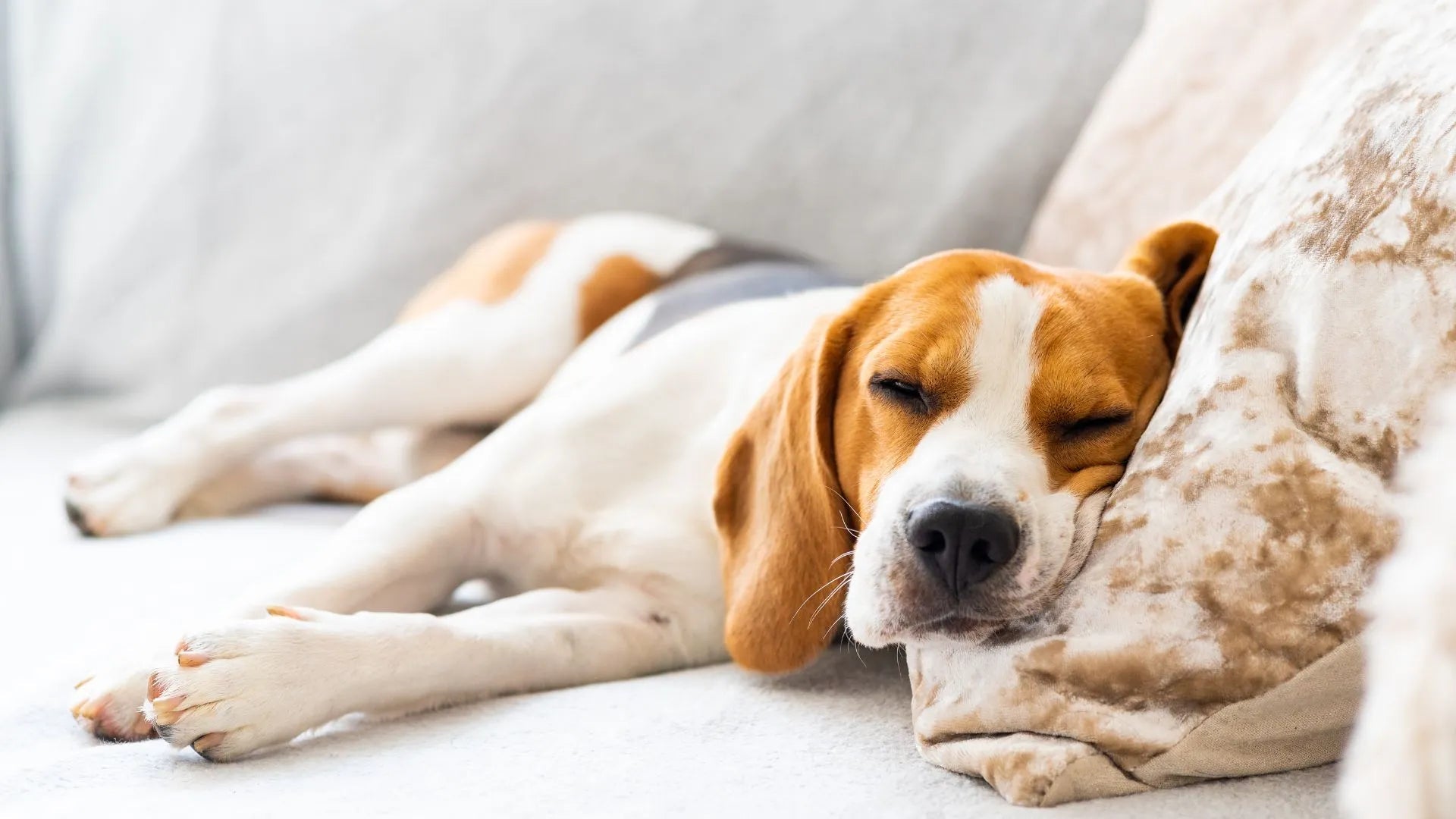 A tricolor Beagle dog sleeping peacefully on a plush cushion, featured for a guide on how long dogs are pregnant.