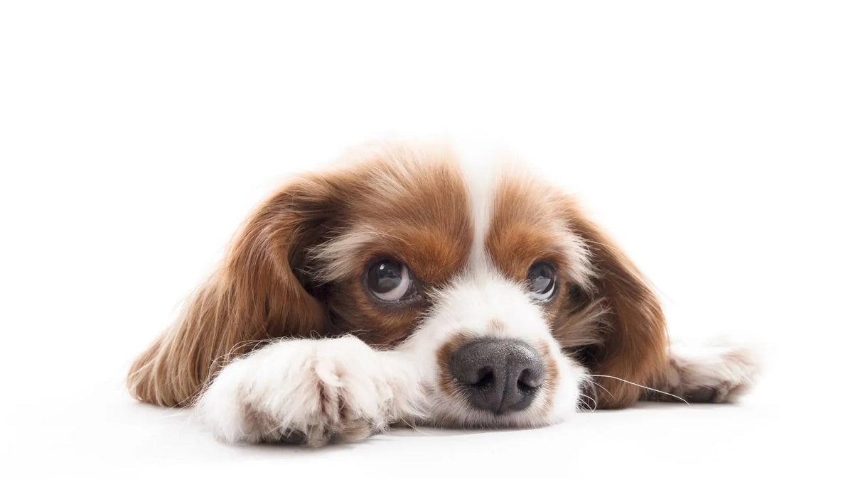 Pet Cancer Awareness: Identifying Subtle Signs in Your Dog