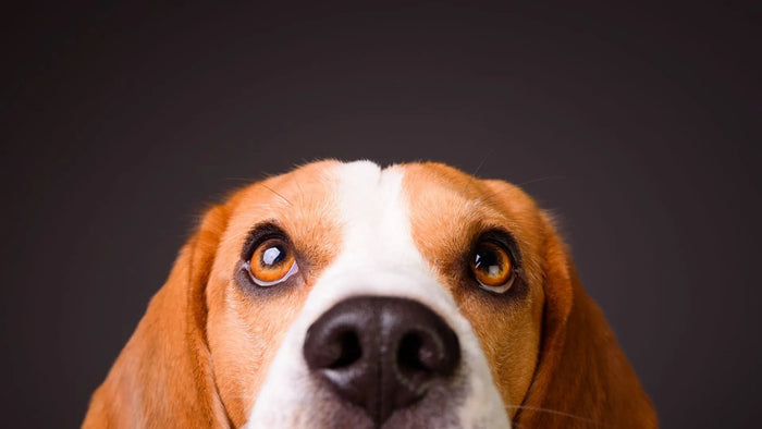 Dog Eye Infections: Identify Symptoms and Treatments for Teary Eyes