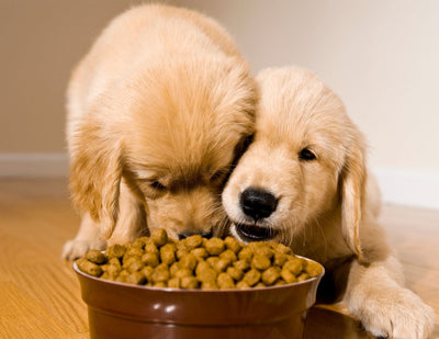 Your Pup's Feeding Guide: Nourishment for Every Life Stage