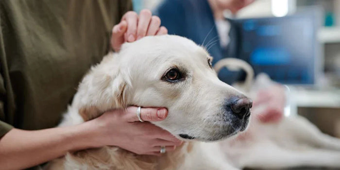 Inflammatory Bowel Disease in Dogs: A Complete Guide for Pet Parents