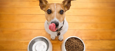 Understanding Dog Food: Its Ingredients & Importance