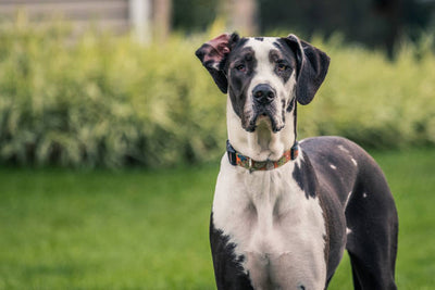 Great Dane Dog Price: Everything You Need to Know