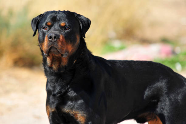 Rottweiler Dog Price: Complete Handbook for Pet Enthusiasts | Supertails