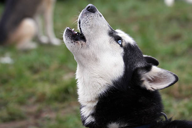 dog howling