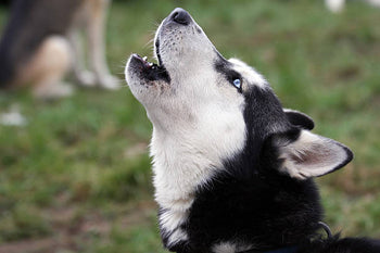dog howling