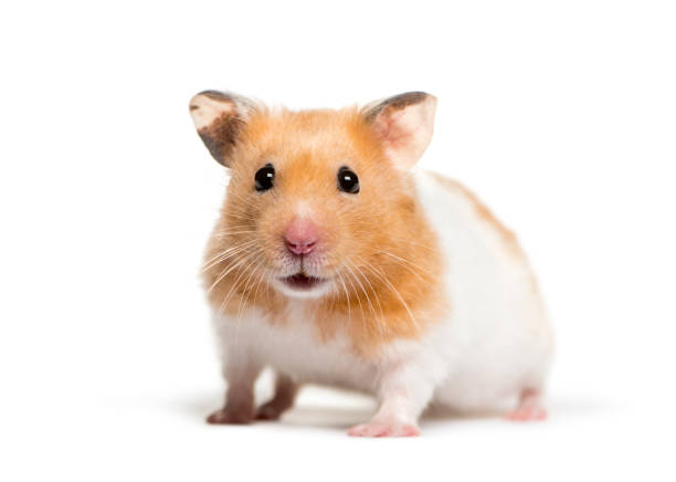 Beyond the Fluff: Breaking Down the Real Hamster Cost