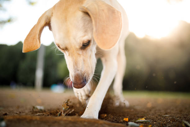 Unearthing the Truth: The Psychology Behind Dog Digging Holes