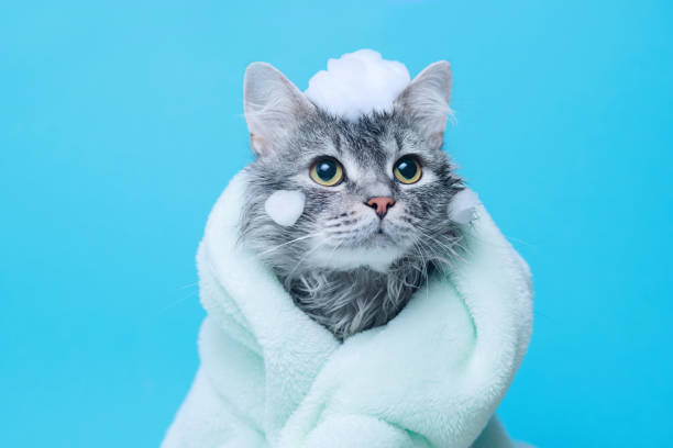 Choosing Cat Shampoos: Tips for Healthy Cat Fur and Coat