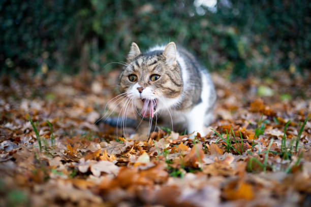 Why Is Your Cat Vomiting and What You Can Do?