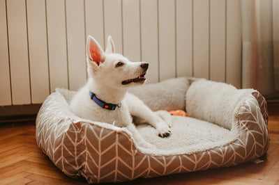 The Importance Of A Good Dog Bed During Cold Weather