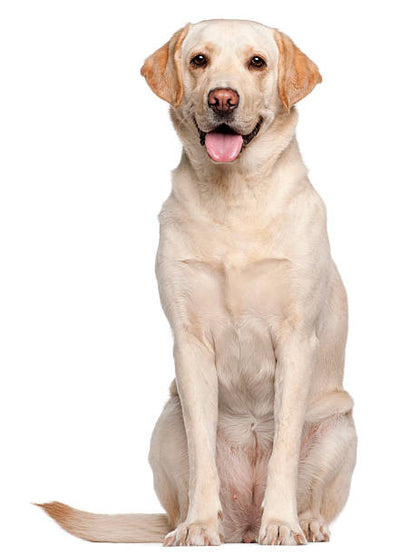 Labrador Dog Price in India: How Much Does a Labrador Cost?