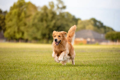 Are High-Intensity Activities Essential for Your Dog's Well-being? Exploring Optimal Exercise Levels