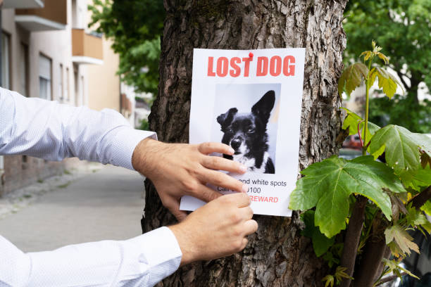 Lost and Found: A Guide to Find Your Missing Dog