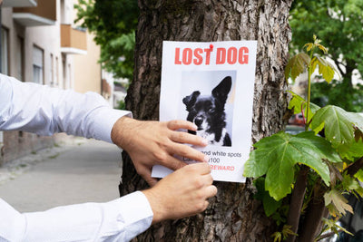 Lost and Found: A Guide to Find Your Missing Dog