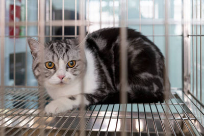 The Ultimate Guide to Cat Boarding