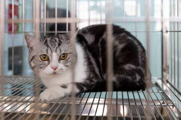 The Ultimate Guide to Cat Boarding