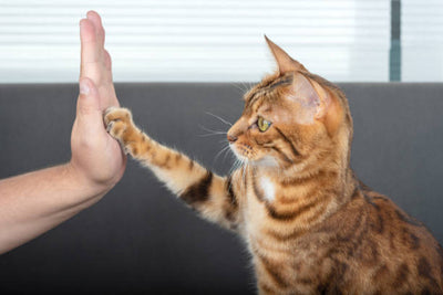 Cat Training Isn’t Hard: The Ultimate Guide to Proper Cat Training You Have Always Been Looking For