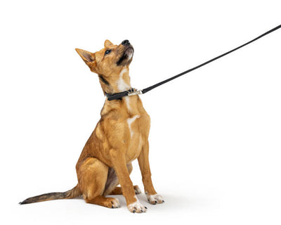 How to Stop Pulling on the Leash: A Complete Guide