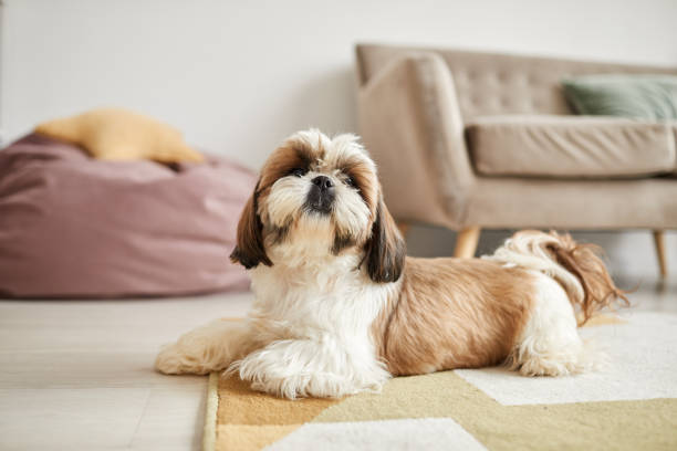 Shih Tzu Dog Price in India 2026: ₹15,000–₹90,000+ (City-Wise Complete Guide)