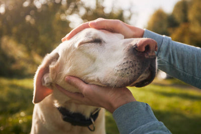 What are the Secrets to Perfect Seasonal Dog Care in India?