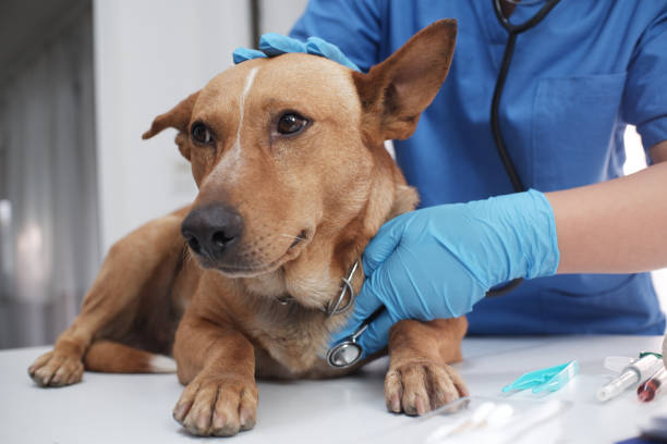 Why Regular Vet Check-Ups Are Essential for Your Dog’s Health