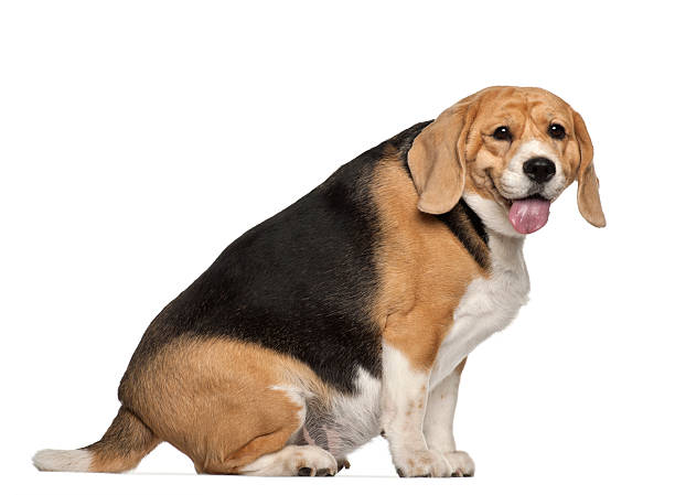 Obesity in Pets: Causes, Risks, and How to Help Your Overweight Pet
