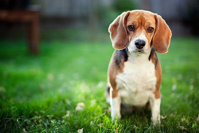 Beagle Dog Price: Everything You Need to Know