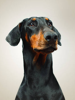 A doberman dog